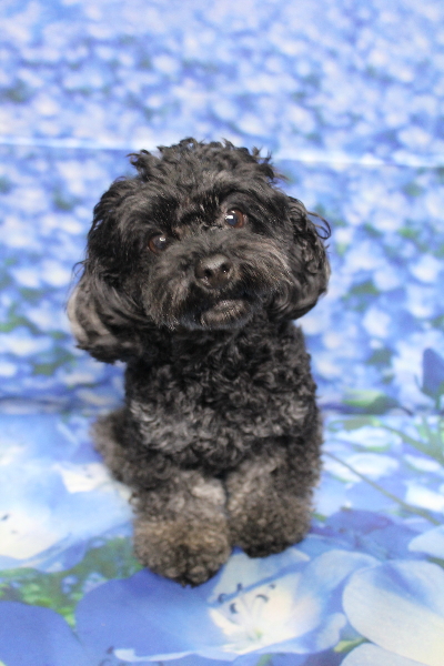 千葉県鎌ケ谷市のトイプードルのトリミング前画像