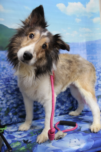 千葉県船橋市のシェルティーのトリミング前画像