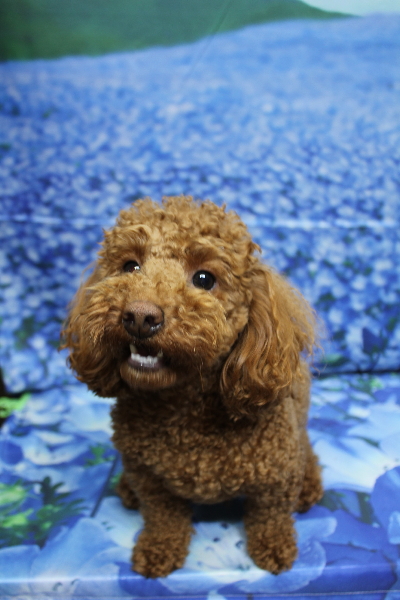 千葉県船橋市のトイプードルのトリミング前画像