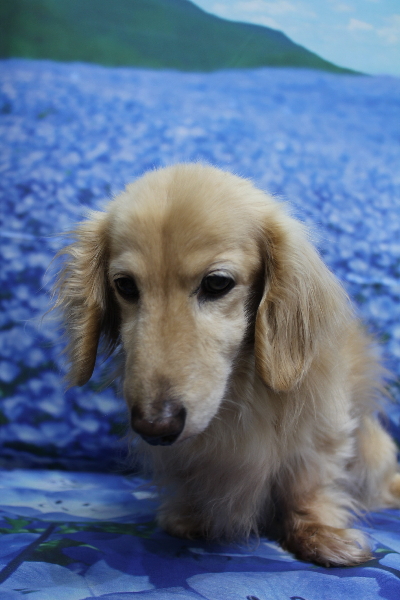 千葉県鎌ケ谷市のミニチュアダックスのトリミング前画像