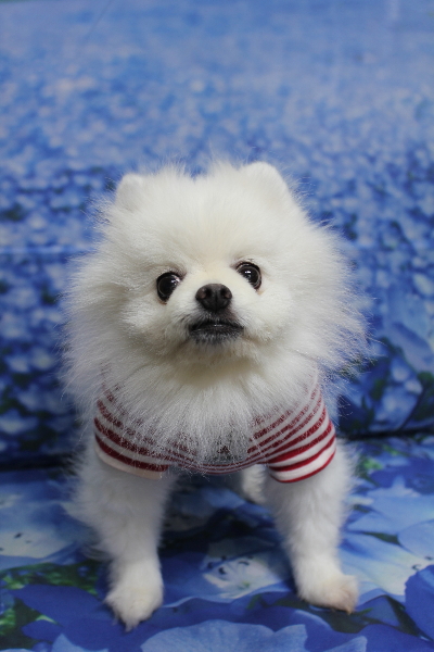 千葉県船橋市のポメラニアンのトリミング前画像