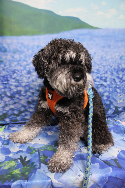 東京都江戸川区のミニチュアシュナウザートリミング前画像