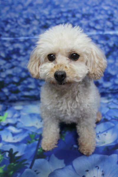 トイプードルブリーダーの成犬、トリミング前画像