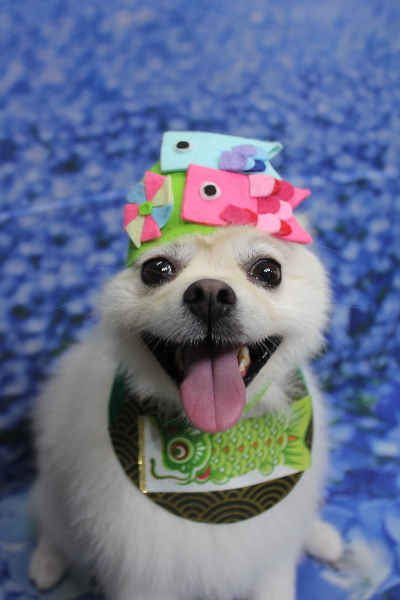 東京都港区のポメラニアンのトリミング画像