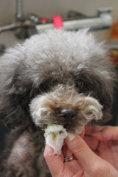 千葉県鎌ケ谷市のトイプードルの歯磨き画像