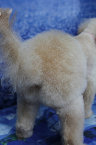 千葉県船橋市のトイプードルのデザインカット画像