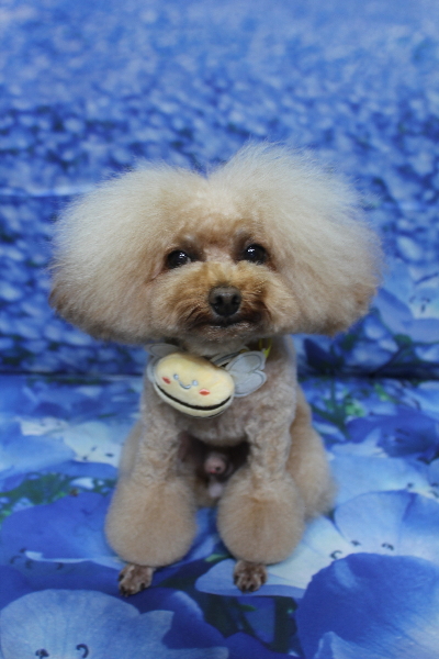 千葉県千葉市のトイプードルのトリミング画像