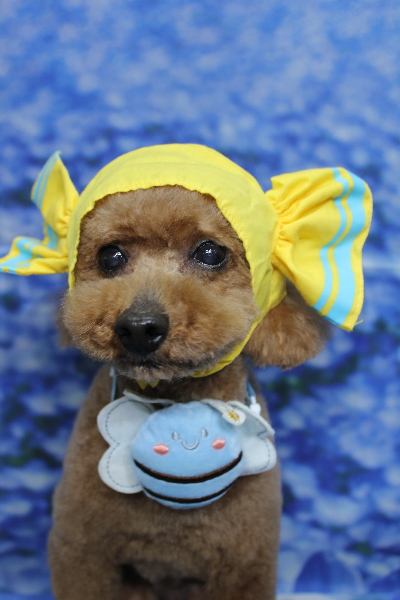 千葉県船橋市のトイプードルのトリミング画像