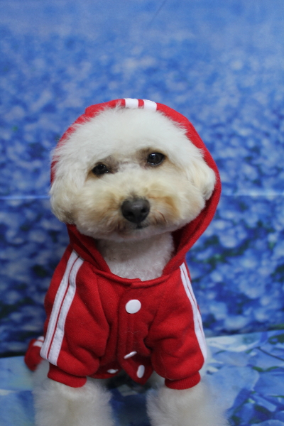 千葉県鎌ヶ谷市のトイプードルのトリミング画像