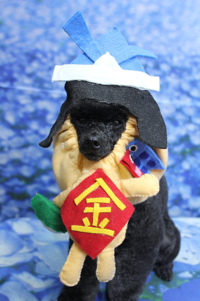 千葉県鎌ヶ谷市のトイプードルのトリミング画像