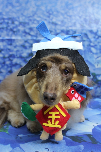 千葉県松戸市のミニチュアダックスのトリミング画像