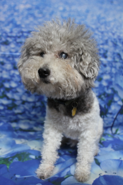 千葉県松戸市のトイプードルのトリミング前画像