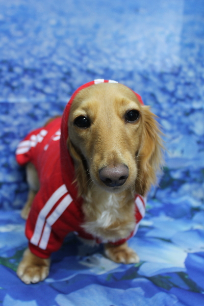 千葉県船橋市のミニチュアダックスのトリミング画像