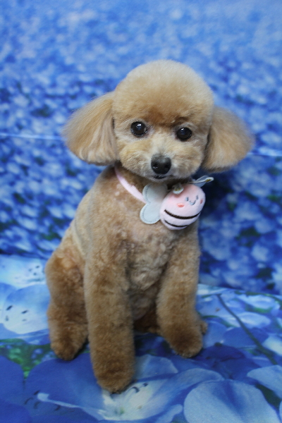 千葉県鎌ケ谷市のトイプードルのトリミング画像