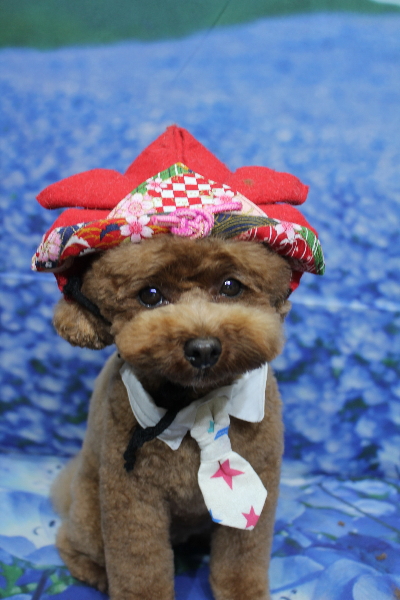 千葉県鎌ケ谷市トイプードルのトリミング画像