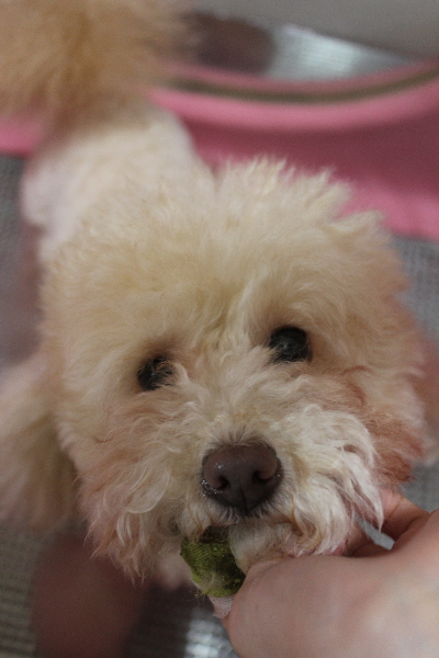 千葉県船橋市のトイプードルの歯磨き画像