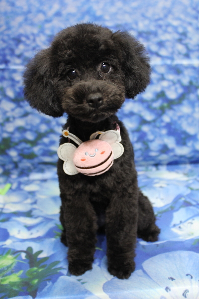 千葉県船橋市のトイプードルのトリミング画像