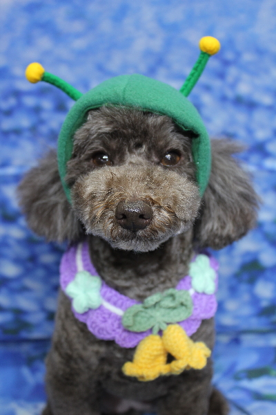 千葉県市川市のトイプードルのトリミング画像