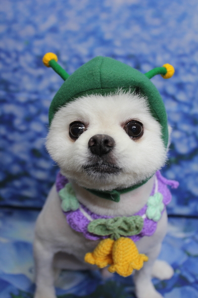 千葉県船橋市のポメラニアンのトリミング画像