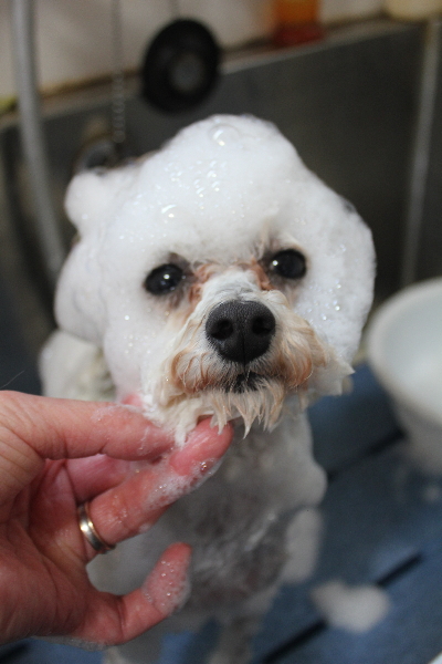 千葉県市川市のトイプードルのシャンプー画像