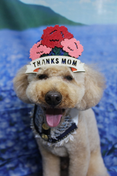 千葉県船橋市のトイプードルのトリミング画像