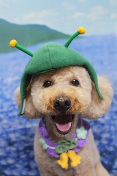 千葉県船橋市のトイプードルのトリミング画像