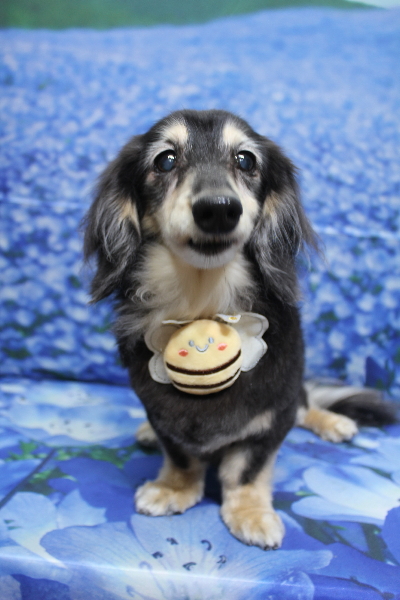 千葉県鎌ヶ谷市のミニチュアダックスのトリミング画像