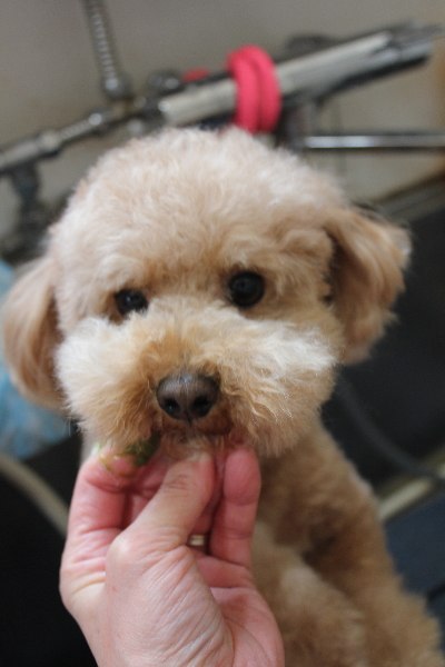 千葉県船橋市のトイプードルの歯磨き画像
