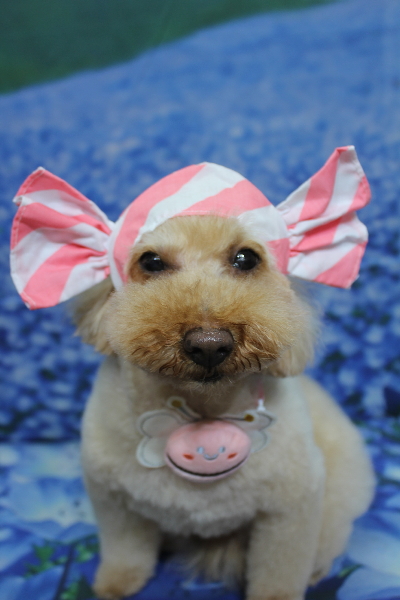 千葉県船橋市のトイプードルのトリミング画像