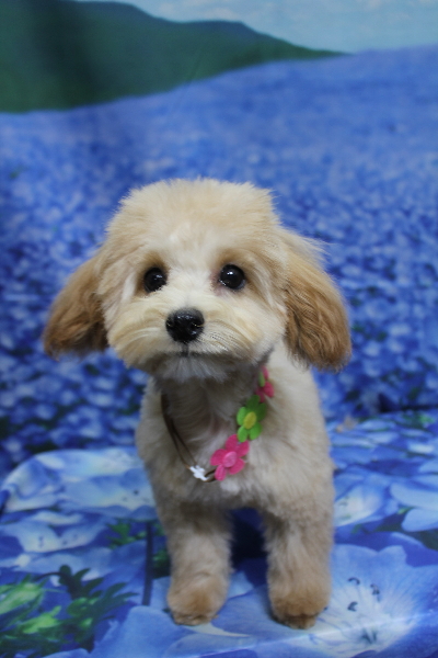 千葉県鎌ケ谷市のミックス犬のトリミング画像