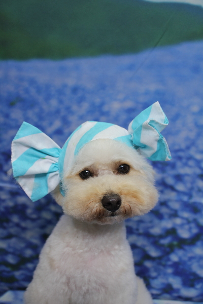 千葉県鎌ヶ谷市のトイプードルのトリミング画像