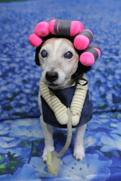 千葉県船橋市のジャックラッセルのトリミング画像