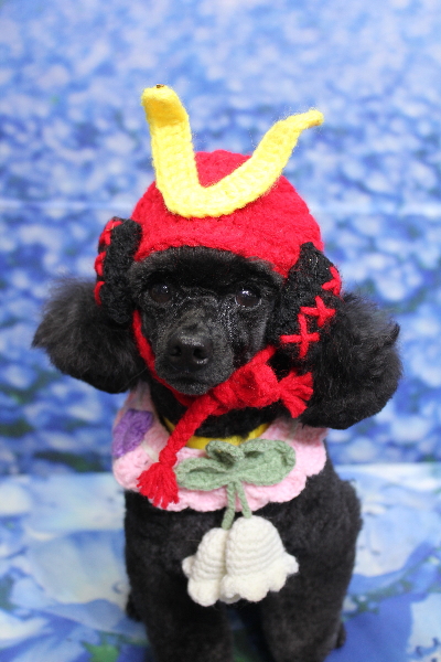 千葉県鎌ヶ谷市のトイプードルのトリミング画像