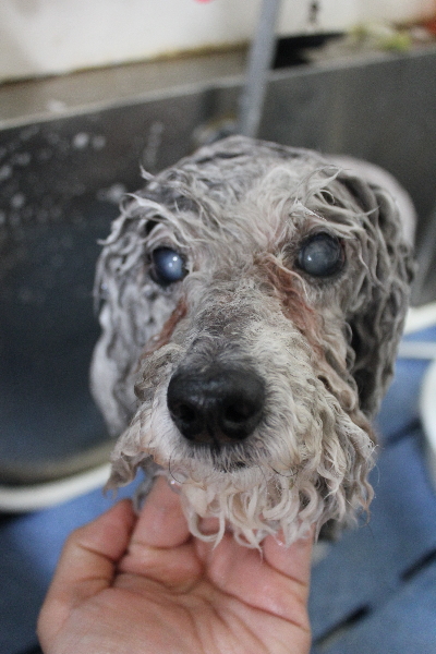 千葉県松戸市のトイプードルのシャンプー画像