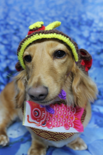 千葉県船橋市のミニチュアダックスのトリミング画像