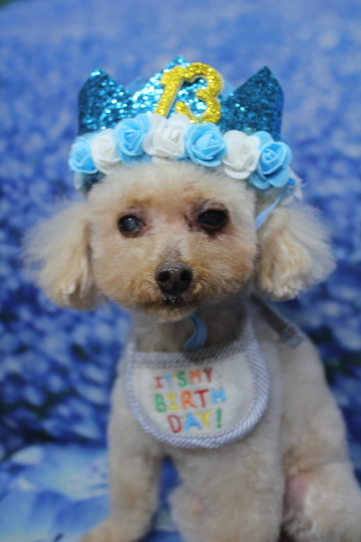 千葉県船橋市のトイプードルのトリミング画像