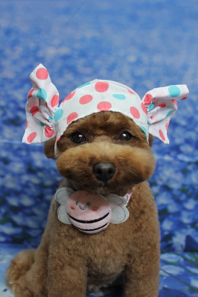 千葉県鎌ケ谷市トイプードルのトリミング画像