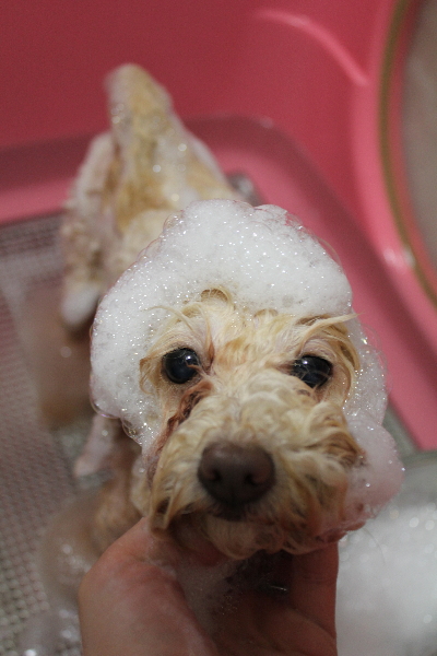 千葉県船橋市のトイプードルのシャンプー画像
