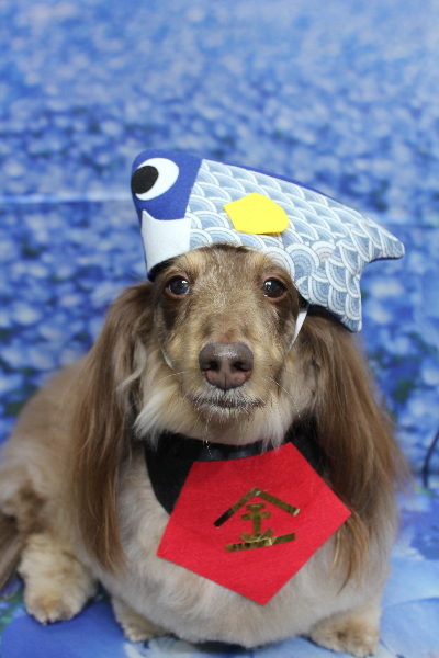 千葉県松戸市のミニチュアダックスのトリミング画像