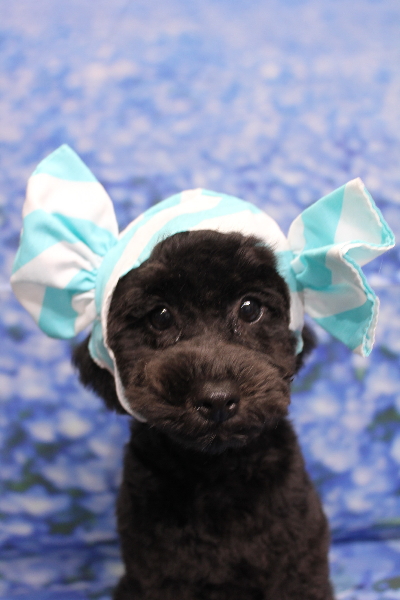 千葉県船橋市のトイプードルのトリミング画像