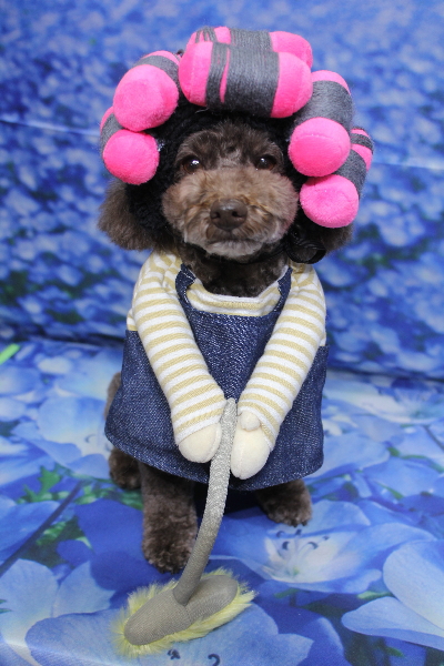 千葉県市川市のトイプードルのトリミング画像