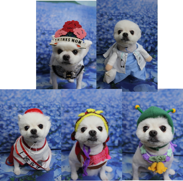 千葉県船橋市のポメラニアンのトリミング画像