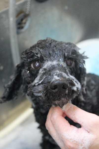 千葉県松戸市のトイプードルのシャンプー画像