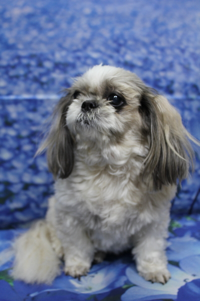 千葉県鎌ケ谷市のシーズーのトリミング前画像