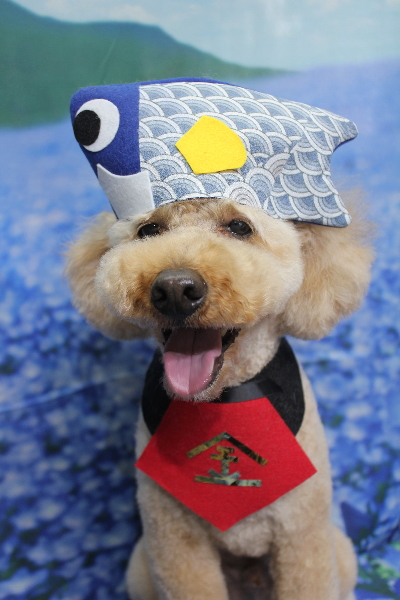 千葉県船橋市のトイプードルのトリミング画像