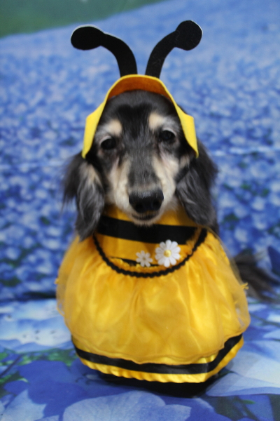 千葉県鎌ヶ谷市のミニチュアダックスのトリミング画像