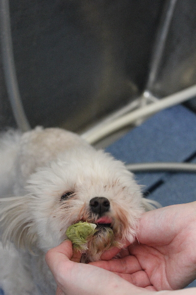 千葉県鎌ケ谷市のミックス犬の歯磨き画像