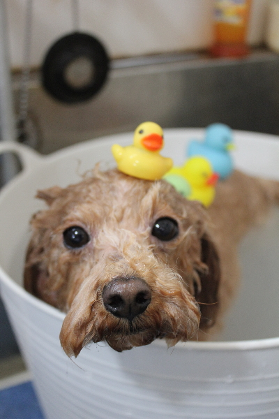 千葉県船橋市のトイプードルの炭酸泉画像