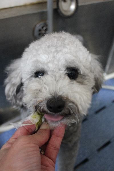 千葉県船橋市のトイプードルの歯磨き画像