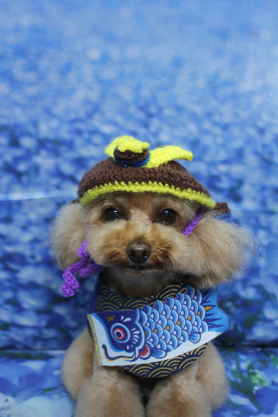 千葉県千葉市のトイプードルのトリミング画像